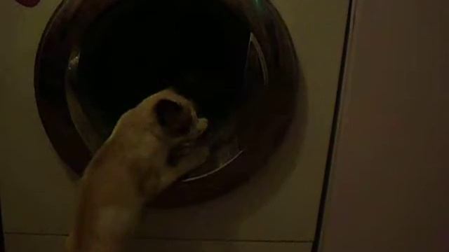 Кошка стирает смотреть онлайн