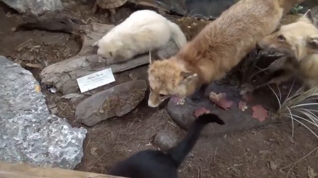 Taxidermy Overload - Wilderness Wildlife Museum