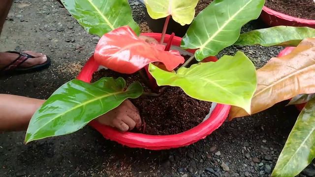 DIY Simple and Easy Philodendron Propagation|Prince of Orange Prince Albert Orange Marmalade смотреть онлайн