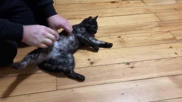 НОВОГОДНИЙ ПОДАРОК ДЛЯ ОДНОГЛАЗОГО КОТЕНКА КУТУЗОВА! смотреть онлайн