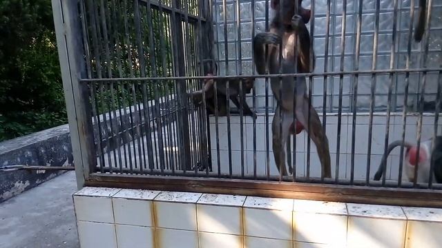 Обезьяны в зоопарке спариваются. смотреть онлайн