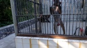 Обезьяны в зоопарке спариваются.