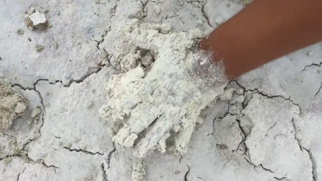 Blog встреча с крокодилом и фламинго , пена из соли и т.д смотреть онлайн