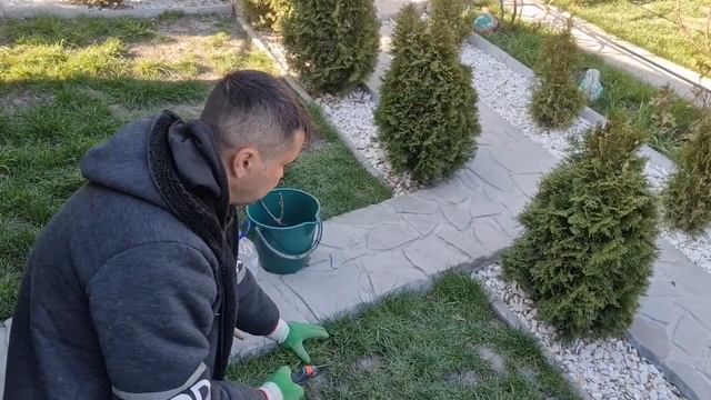 Reguli de bază când plantăm trandafiri. смотреть онлайн