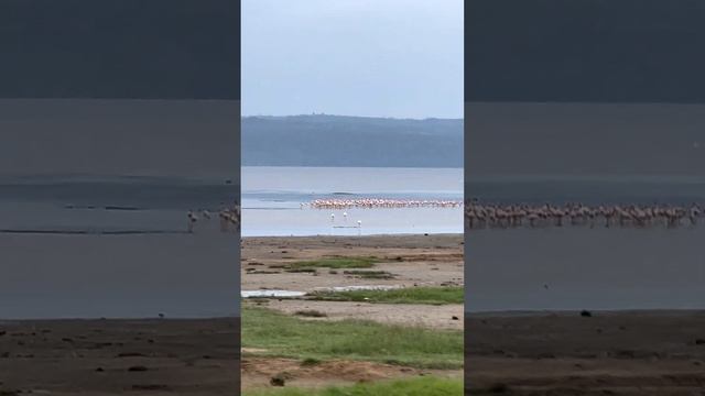 What to See in Kenya - Lake Nakuru смотреть онлайн