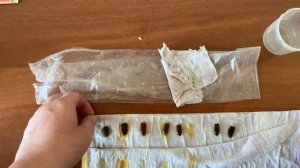 Как прорастить лагенарию? Проращивание + эксперимент!