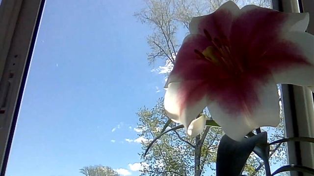 Лилия Триумфатор с бесподобным ароматом смотреть онлайн