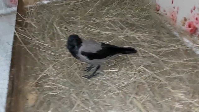 #ворона будет зимовать на даче смотреть онлайн