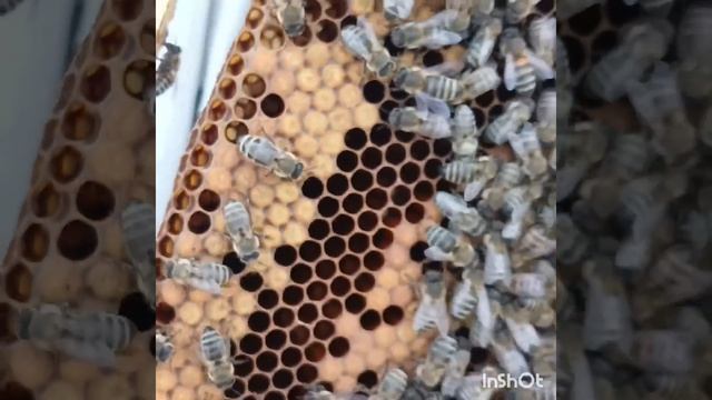 Простейший способ вывода маток смотреть онлайн