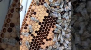 Простейший способ вывода маток