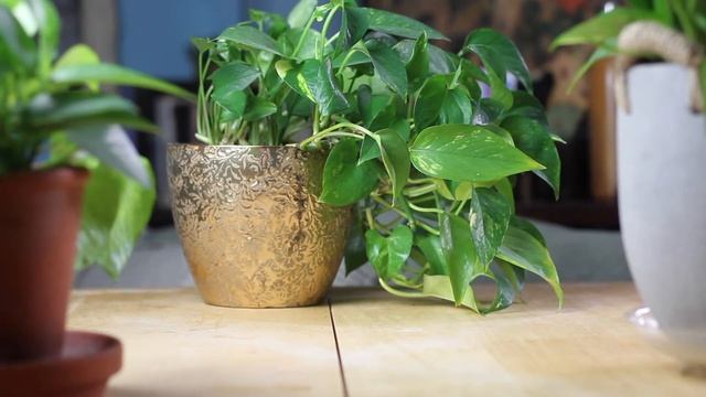 Epipremnum aureum "Golden Pothos" Care | A Plant A Week смотреть онлайн