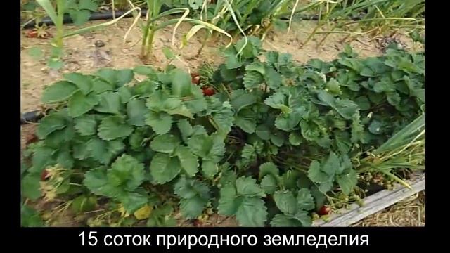 Земклуника "КУПЧИХА" смотреть онлайн