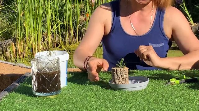 Креативненькая посадка Haraella retrocalla!!👩🌾✨ смотреть онлайн