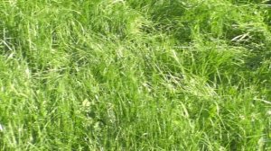 Гениальная НАСАДКА ДЛЯ МОТОКОСЫ своими руками! Я не поверил своим глазам, когда увидел ее в работе!