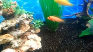 Мирные рыбки и цихлиды в одном аквариуме на 200л HD