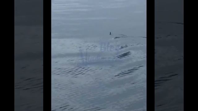 DEITA.RU Акула возле приморского острова смотреть онлайн