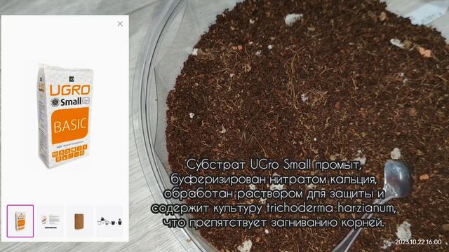 Две хойи на пересадку...  Hoya Callistophylla Sp. Sabah IML 1762, Hoya EPC-132 (?)