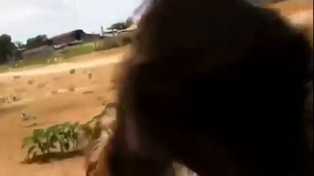 животные нападают на людей animals attack people смотреть онлайн