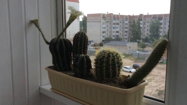 16. Цветы. Мои кактусы + маленькое чудо ? смотреть онлайн