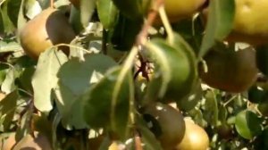 Сорта груши Платоновская и Ясочка