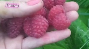 Малина Лячка (Ляшка) - летняя малина с очень крупными ягодами