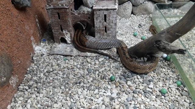 Шок! Змея шкуру скидывает смотреть онлайн