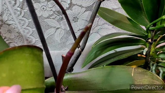 мои заросли орхидей, обзор? смотреть онлайн