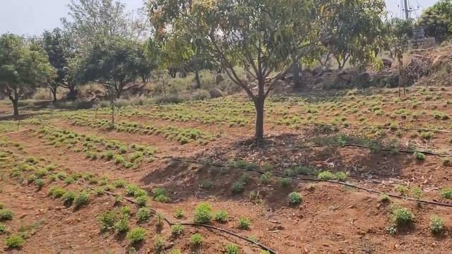 Stevia Intercrop Cultivation смотреть онлайн