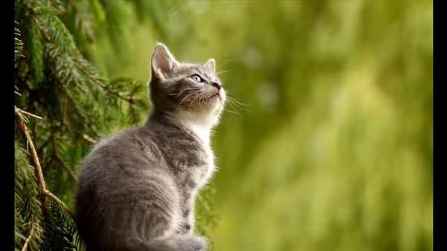 Cat language translator, cat tail communication; cat signals body language смотреть онлайн