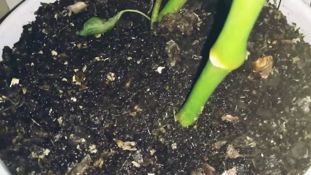 Секреты здоровья и красоты для женщин