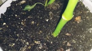 Что делать с отваром свеклы? Какая польза для растений