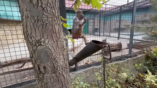 И ЖАЛКО и СМЕШНО! Гамадрил Джоник дорвался до семейной жизни и не дает любовного спуску СВОИМ ЖЕНАМ