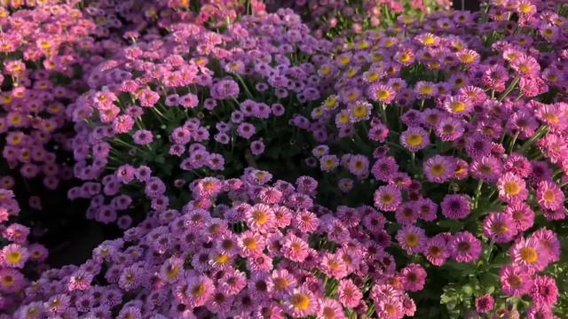 VƯỜN HOA XUÂN LỚN NHẤT GIA KIỆM-ĐỒNG NAI/THƯỞNG THỨC NHỮNG MÓN TẠI 79 GARDEN смотреть онлайн
