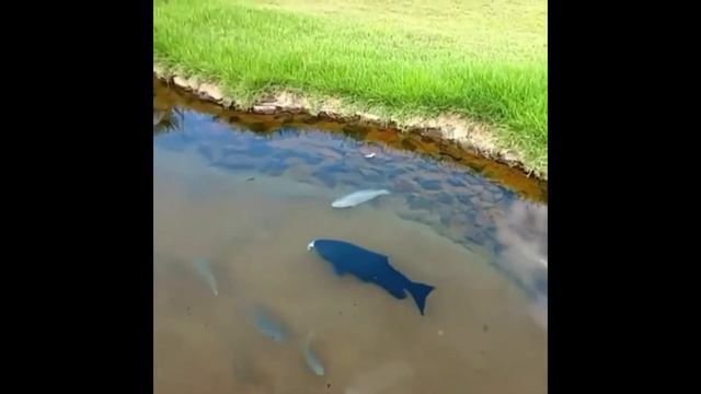 эпическая рыбалка или как рыбачат профи рыбалки № 30 смотреть онлайн