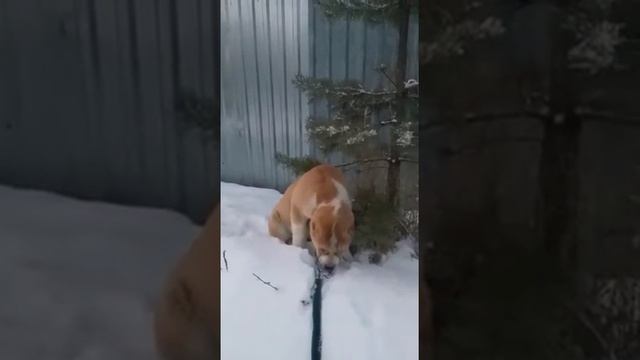 #СРЕДНЕАЗИАТСКАЯОВЧАРКА #АЛАБАЙ ЩЕНКИ СРЕДНЕАЗИАТСКОЙ ОВЧАРКИ. АЛАБАЙ. смотреть онлайн