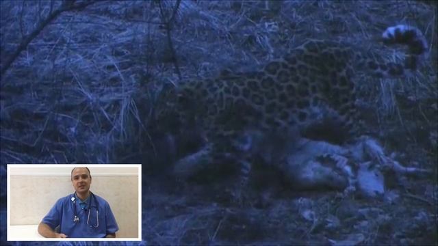 Почему кошка закапывает еду, миску, сухой корм смотреть онлайн