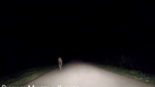 Водитель гоняет лосёнка смотреть онлайн