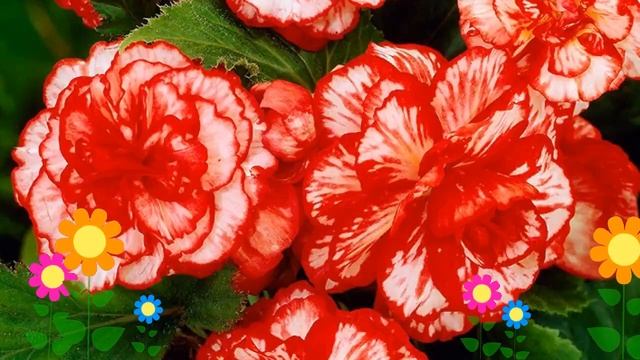 Бегония клубневая (Marmorata). Краткий обзор, описание характеристик, где купить луковицы смотреть онлайн