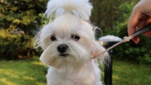 Стрижка мордочки . Часть 2. Груминг мальтезе на дому. Стрижка пушистой собачки.