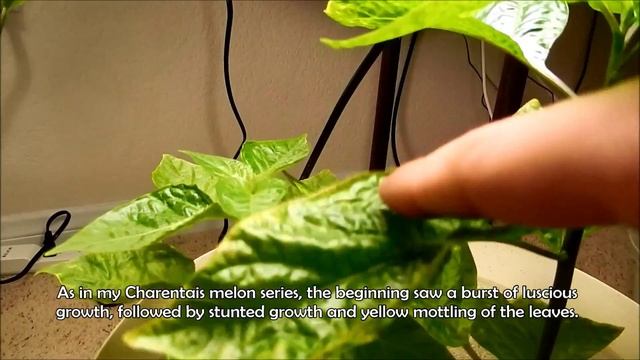 Growing Habanero Peppers, Days 48-65 смотреть онлайн