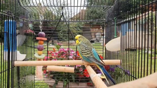 Over 9 hours of Budgies Playing Singing and Talking