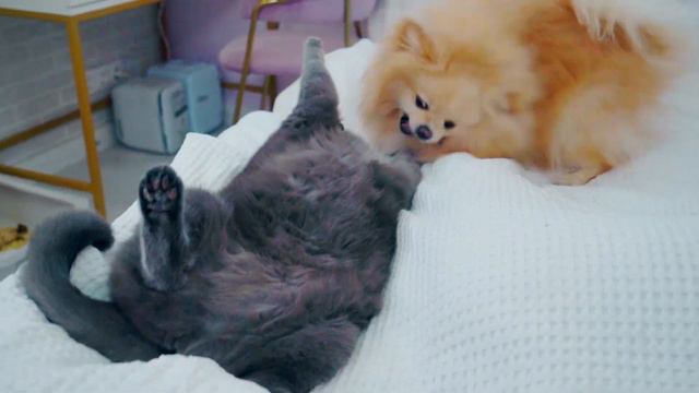 4 Funniest Pranks on Dogs and Cats | TRY NOT TO LAUGH 😂 | Cat Butters and Pets смотреть онлайн