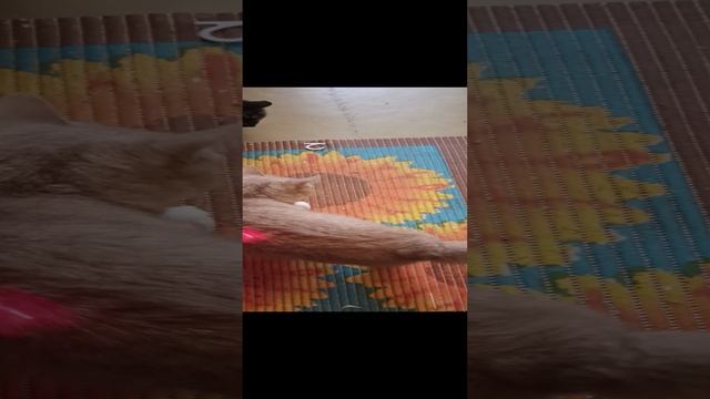 Кошки и котята смотреть онлайн