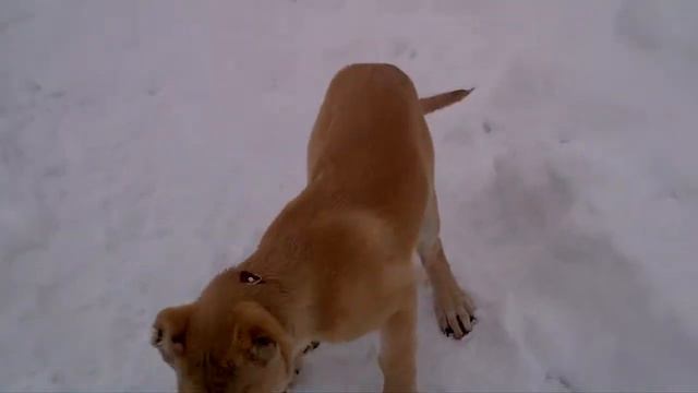 Гампр Юськова Виталия 3 смотреть онлайн
