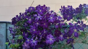 Обильнейшее цветение клематиса Виктория.