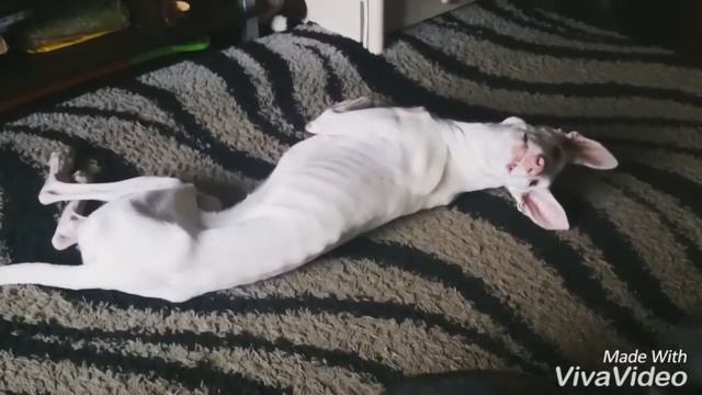 Собака вампирчик. Vampire dog podenco ibicenco. Ibizan hound. смотреть онлайн