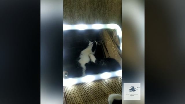 Свет мой зеркальце скажи да всю правду доложи!|| смотреть онлайн