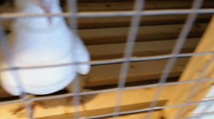 Паровка голубей ,устройство клетки для паровки голубей. Подготовка к новому сезону !!