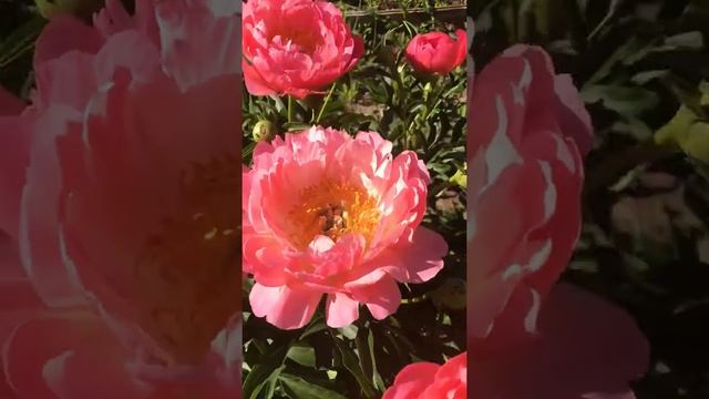 Пион Коралл Сансет (Coral Sunset) 2019 смотреть онлайн