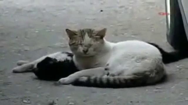 Кот пытается оживить кошку. смотреть онлайн